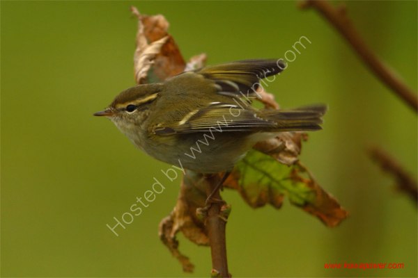 Yellow-browed Warbler